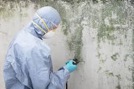 Trusted Ohkay Owingeh, NM Mold Removal & Remediation Experts